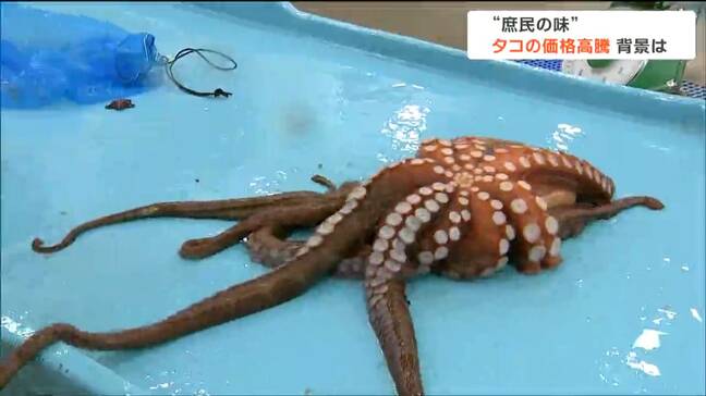 『タコの価格高騰』その背景に「不漁」そして「円安」による買い負けも　”庶民の味”がマグロ並みで「タコ大好きなんだけど買えないよね」|TBS NEWS DIG