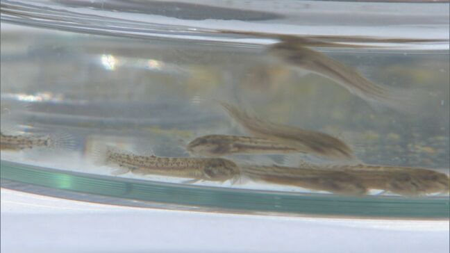 「どじょう」のまち・安来市で養殖農家に約200万匹どじょう稚魚引き渡し|TBS NEWS DIG
