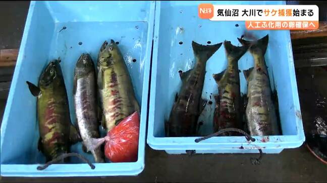 記録的不漁だった2024年を1匹上回るだけ…サケの捕獲始まる 人工ふ化用 宮城・気仙沼市|TBS NEWS DIG