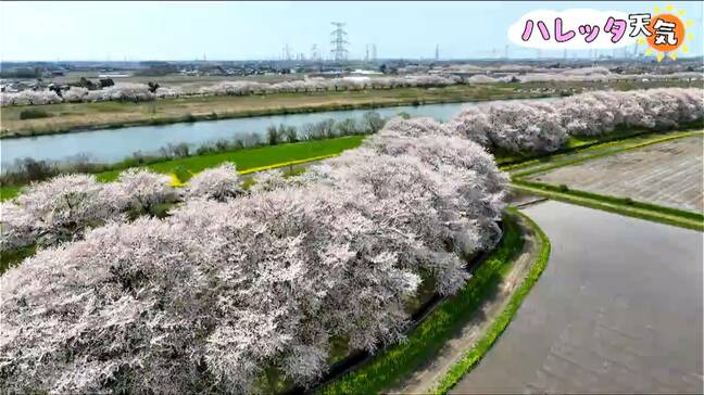 続く“桜のトンネル”「お気に入りの場所です」桜と菜の花と山の景色『加治川治水記念公園』新潟・新発田市|TBS NEWS DIG