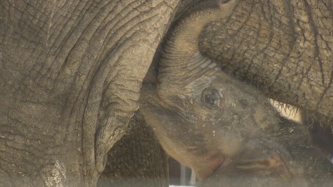 【速報】マルミミゾウの赤ちゃん 名前は「アオ」に決定 「青く広い空のように」 広島・安佐動物公園|TBS NEWS DIG