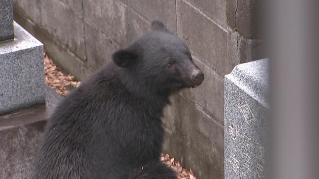 岩手県が「ツキノワグマの出没に関する注意報」を発表|TBS NEWS DIG