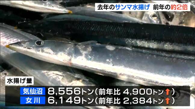 "近年不漁続く" サンマ 水揚げ量1万4700トン　前年の約2倍に増加　宮城・気仙沼は全国2位|TBS NEWS DIG