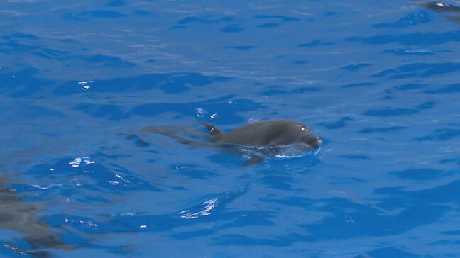 かごしま水族館で生まれた赤ちゃんイルカ名前決まる　約1000点の応募から選ばれたのは…|TBS NEWS DIG