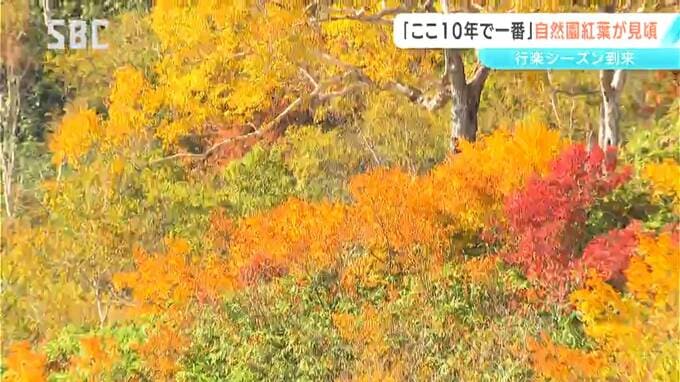 「ここ10年でベスト。黄色と赤の発色が特にいい」小谷村の栂池自然園で紅葉が見頃に「想像以上にきれいだった」　|　SBC NEWS | 長野のニュース | SBC信越放送