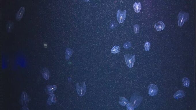 虹色に光る「カブトクラゲ」を日本海沿岸で50匹採集　体の中から発光しているのではなく、「櫛板」と呼ばれる細かい毛の束が外部の光を反射して輝いて見える　毒針がなく触っても刺されない|TBS NEWS DIG