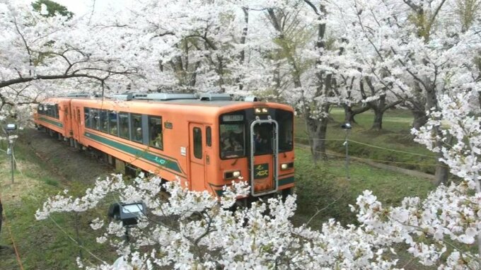 津軽鉄道とサクラのトンネルが楽しめる「金木桜まつり」　会期が4月29日～5月5日までの7日間に決定！　|　青森のニュース│ATV NEWS│青森テレビ