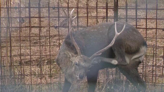 【続報】シカの角に血のようなもの付着…県の飼育施設で男性死亡　シカに襲われたか　今が発情期　シカと人の動線分けておらず|TBS NEWS DIG