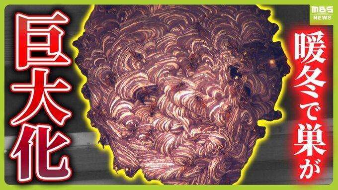 スズメバチに遭遇して『手で払うのはNG!』刺されたら『毒を口で吸うのはNG!』 今年は暖冬で巣が巨大化するおそれ|TBS NEWS DIG