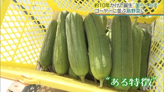 県外進出も狙える？ 生食も!? 改良10年『ヘチマ』をゴーヤーに並ぶ島野菜に！|TBS NEWS DIG