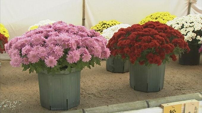 ２２人が丹精込めて　農林高校生が快挙！　菊花展で４賞獲得　|　BSSニュース | BSS山陰放送