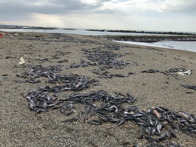 腐って臭いが…　海水浴場に大量の「ホシフグ」漂着　新潟・村上岩船　|　新潟のニュース・天気｜BSN NEWS｜BSN新潟放送