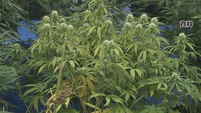 大麻に「使用罪」きょう施行　昨年は大麻摘発が最多の6703人　若者の乱用深刻化|TBS NEWS DIG