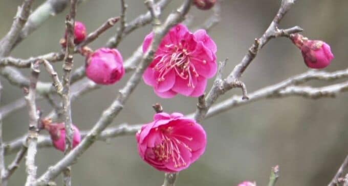 石川県内12日はさらに気温上昇 兼六園の梅も開花し行楽日和 観光客は上着なしで散策|TBS NEWS DIG