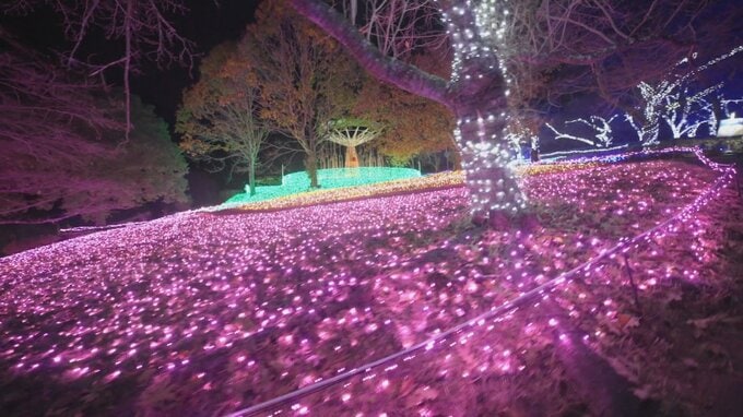斜面に広がる光の花畑　関東最大級600万球のイルミネーション　さがみ湖イルミリオン　神奈川県相模原市　|　山梨のニュース | ＵＴＹテレビ山梨