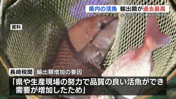 熊本県の「活魚」輸出額13億4800万円で過去最高に　タイやブリなど「品質良くニーズ増えた」　|　熊本のニュース｜RKK NEWS｜RKK熊本放送