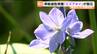 準絶滅危惧種「ミズアオイ」が大学の水田で開花　保全に向け学生たちがドローンで個体数調査　仙台　|　宮城のニュース│tbc NEWS│tbc東北放送