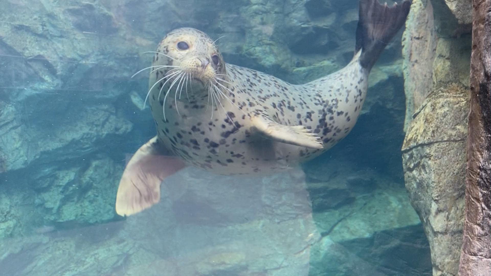 ぷくぷくキュンアニマルズ に興味しんしん ゴマフアザラシのだいふくくん ほか 福島のニュース Tuf