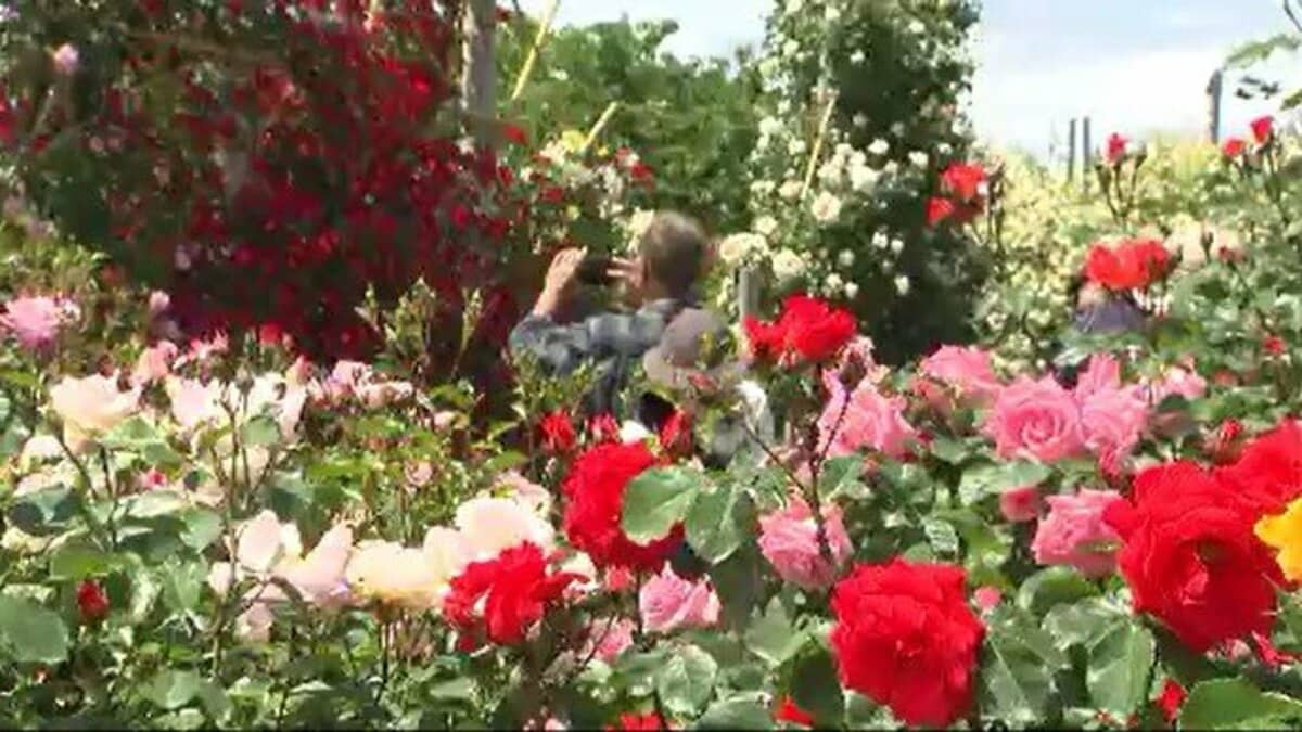 約850種・3000株！早くもバラの季節！信州・中野市「バラまつり
