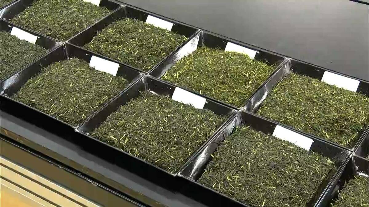 「レベルの高いお茶」一番茶の品評会　海外からの引き合い高まる　鹿児島