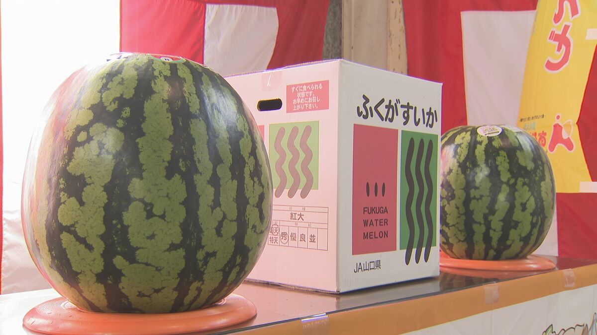 ぶちうまい！11キロ超えは200玉も！ 福賀すいか初出荷式 山口・阿武