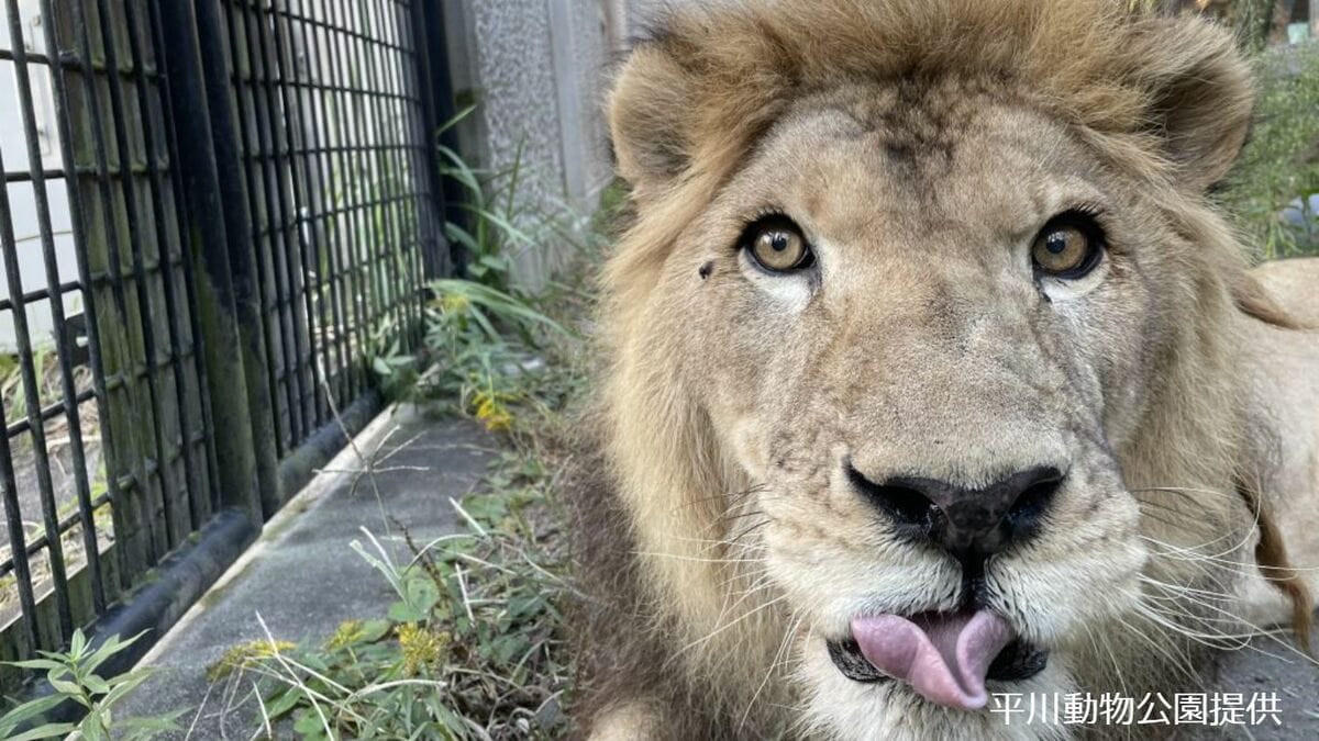 ライオンのジオン天国へ…20歳老衰で 平川動物公園のライオン0頭に