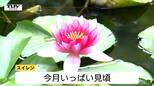 『スイレン』見ごろ迎える　可憐に咲き誇る、赤と白の鮮やかな花（山形・酒田市）|TBS NEWS DIG