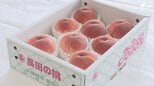 「色や形、味が非常に良くなっている」静岡市の特産「長田の桃」品評会 悪天候の影響で収穫量は減少も高品質に仕上がる|TBS NEWS DIG
