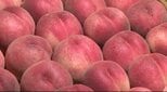 モモの出荷始まる…色や味に優れる「川中島白鳳」糖度が高くやわらかな食感「あかつき」出荷…2026年は適度に雨が降り、全体的に大きく育つ…長野県内、首都圏や関西、中京方面にも出荷|TBS NEWS DIG