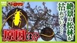 【異常事態】絶景を脅かす原因は虫！？ 淡路島の名勝「慶野松原」がピンチ「危機感を持って取り組む問題」薬剤散布などで対処も専門家は「人間の防除の力が虫の勢力に押されている」美しい松林を残すためにできることは|TBS NEWS DIG