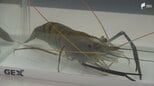 南伊豆町の温泉熱を利用したオニテナガエビの陸上養殖 取り組む自動車部品販売会社が町の産業振興に協力へ=静岡|TBS NEWS DIG