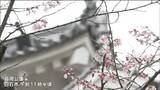 「来たら思いがけず」白石城のある公園で“ソメイヨシノ開花” 宮城 | 宮城のニュース│tbc NEWS│tbc東北放送