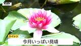 『スイレン』見ごろ迎える　可憐に咲き誇る、赤と白の鮮やかな花（山形・酒田市）|TBS NEWS DIG