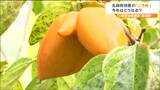 去年は”変形した柿”大量発生で不作　今年の「ころ柿」はどうなった？今度は夏の猛暑の影響で…|TBS NEWS DIG