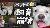 “囚われの動物たち”悪臭の家に84匹の犬、現実と向き合えない「多頭飼育崩壊」 | 福岡のニュース|RKB NEWS|RKB毎日放送