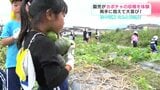 「めっちゃ楽しかった」両手に抱えて大喜び！　園児がカボチャの収穫を体験【高知】　|　高知のニュース・天気｜KUTV NEWS | KUTVテレビ高知