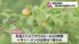 全国的に記録的な不作の「梅」 暖冬で宮崎県内の梅園も大きな打撃 | MRTニュース | MRT宮崎放送
