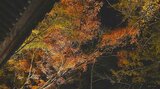 紅葉の名所「普現寺」がライトアップ 色づき遅く12月1日まで期間延長 大分・臼杵市 | 大分のニュース|OBS NEWS|大分放送