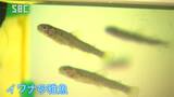 「元気よく生きてほしい…」小学生が自分たちで育てたイワナの稚魚を川に放流 長野・箕輪町|TBS NEWS DIG
