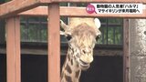 キリンの「ハルマ」 来月に福岡県の動物園へ 宮崎市フェニックス自然動物園で一昨年誕生した2歳のオス | MRTニュース | MRT宮崎放送
