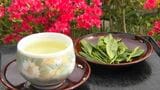 春の味覚…今が収穫の最盛期「一番茶」を味わう　鹿児島市・喜入の茶畑でカメラスケッチ　|　鹿児島のニュース｜MBC NEWS｜南日本放送