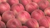 モモの出荷始まる…色や味に優れる「川中島白鳳」糖度が高くやわらかな食感「あかつき」出荷…2026年は適度に雨が降り、全体的に大きく育つ…長野県内、首都圏や関西、中京方面にも出荷 | SBC NEWS | 長野のニュース | SBC信越放送