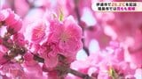 またも夏日!7月下旬並みの暑さ 福島県福島市で花もも見頃(福島県) | 福島のニュース│TUF