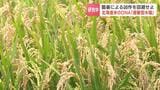 酷暑による凶作を回避せよ　北海道米のDNA「避暑型水稲」特有の“温度に応じて穂を出す”遺伝子を組み込み品種改良を目指す研究|TBS NEWS DIG