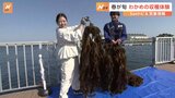 春が旬、わかめの収穫体験　海をきれいにする役割も【SUNトピ】|TBS NEWS DIG