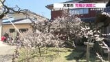 臥龍梅「兜梅」（かぶとうめ）が見ごろ　その名の由来は・・・？　天草市延慶寺　|　熊本のニュース｜RKK NEWS｜RKK熊本放送