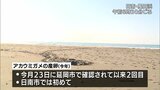 日南市で今年初のアカウミガメの産卵確認|TBS NEWS DIG