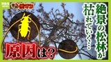 【異常事態】絶景を脅かす原因は虫!? 淡路島の名勝「慶野松原」がピンチ「危機感を持って取り組む問題」薬剤散布などで対処も専門家は「人間の防除の力が虫の勢力に押されている」美しい松林を残すためにできることは|TBS NEWS DIG