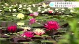 色とりどりのスイレンの花が水面を彩る 高知県三原村宮ノ川・星ヶ丘公園|TBS NEWS DIG