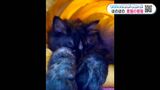 わたしのハッピーニュース　寝姿でも癒してくれる愛猫　|　鹿児島のニュース｜MBC NEWS｜南日本放送